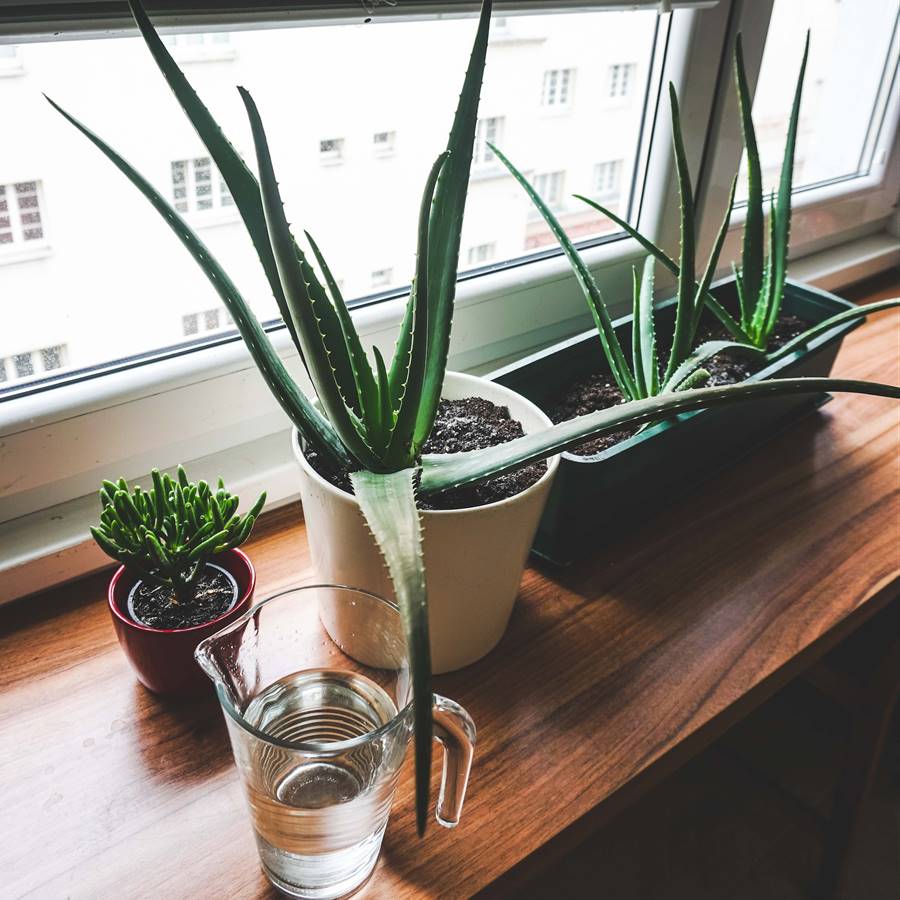 Plantas en el alféizar de la ventana