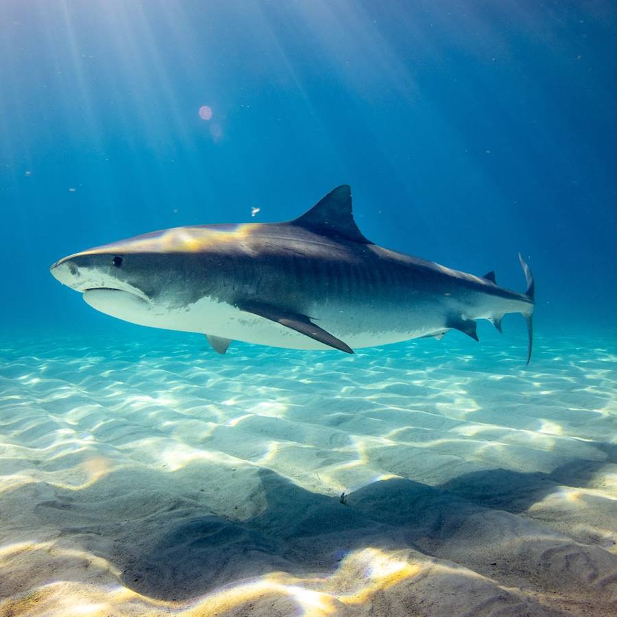 Escualeno, aceite para pieles suaves, ¿a expensas de los tiburones?
