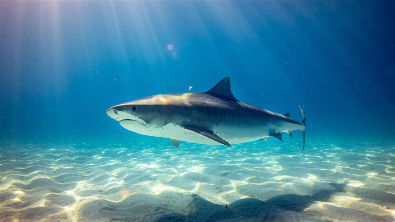 Tiburón en el mar
