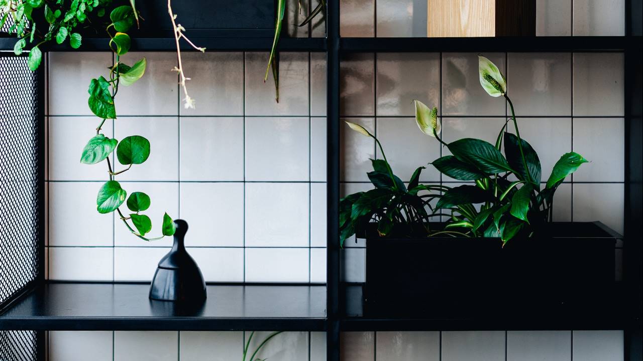 Plantas de interior