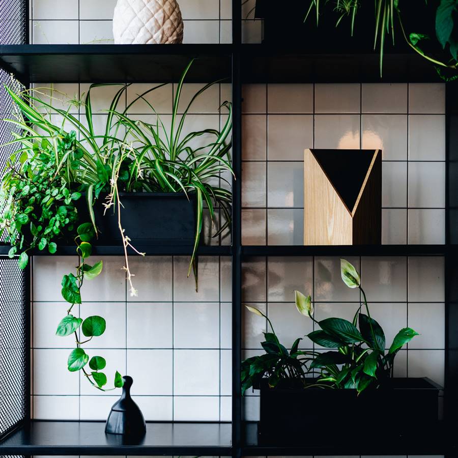 8 plantas para colocar en habitaciones sin ventanas