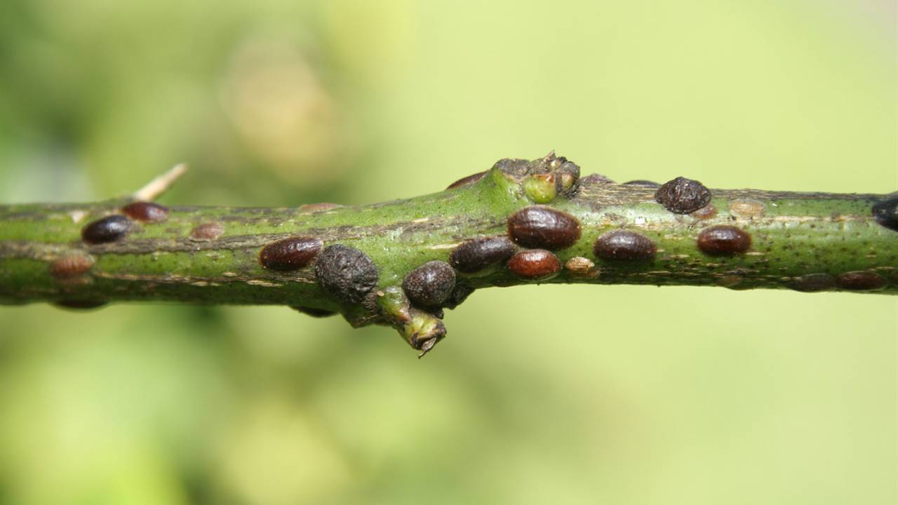 Cochinilla parda