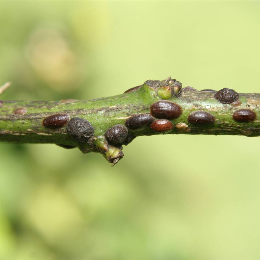 Cochinillas pardas en las plantas: tratamiento natural para luchar contra esta plaga