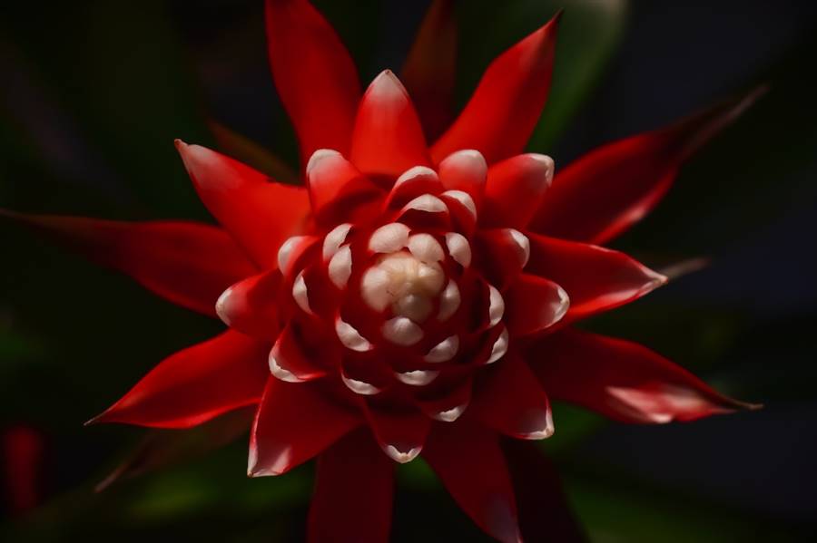 Bromelia