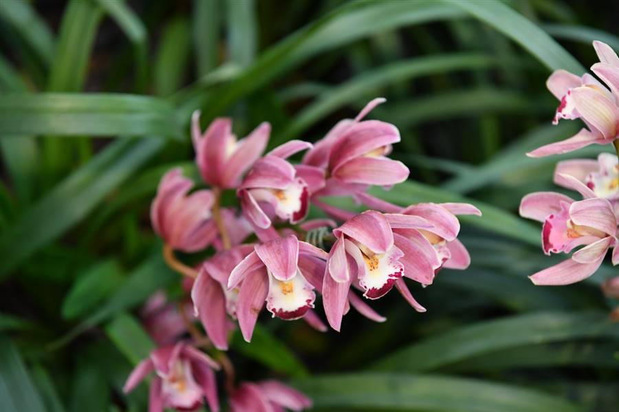 Orquídea