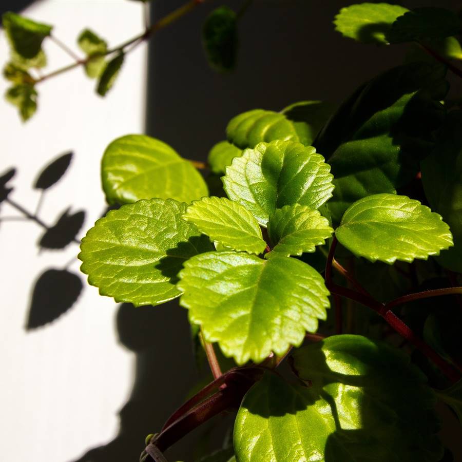 Planta del dinero: cuidados para que no se muera