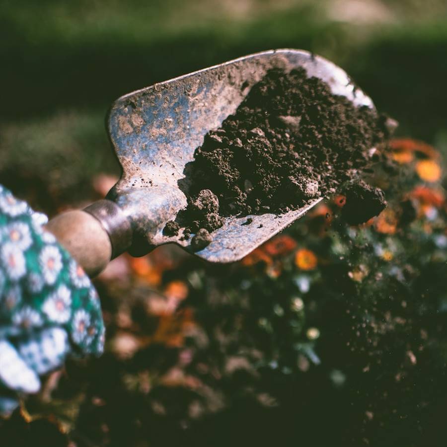 Por qué la tierra de jardín tiene que tener lombrices, hongos y bacterias