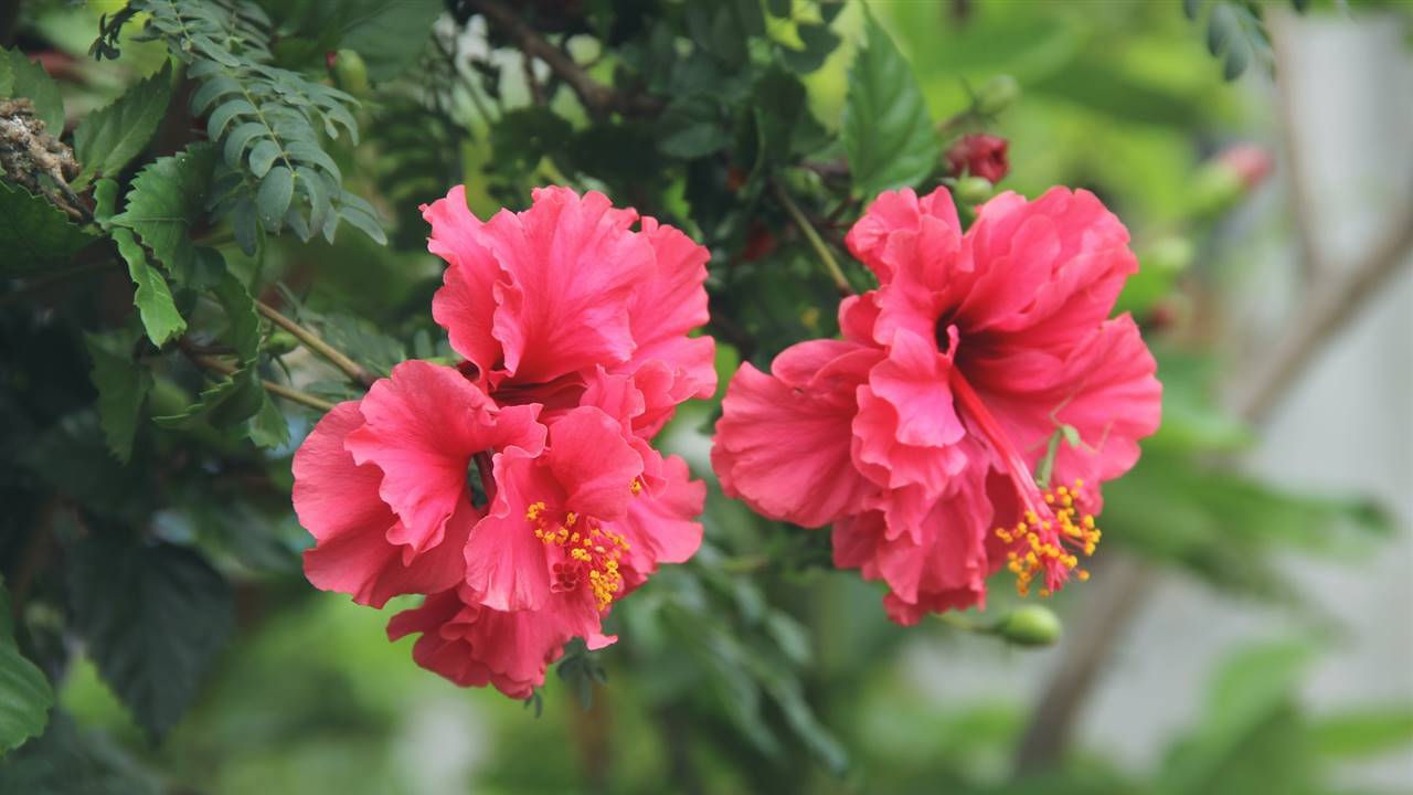 Hibisco de jardín