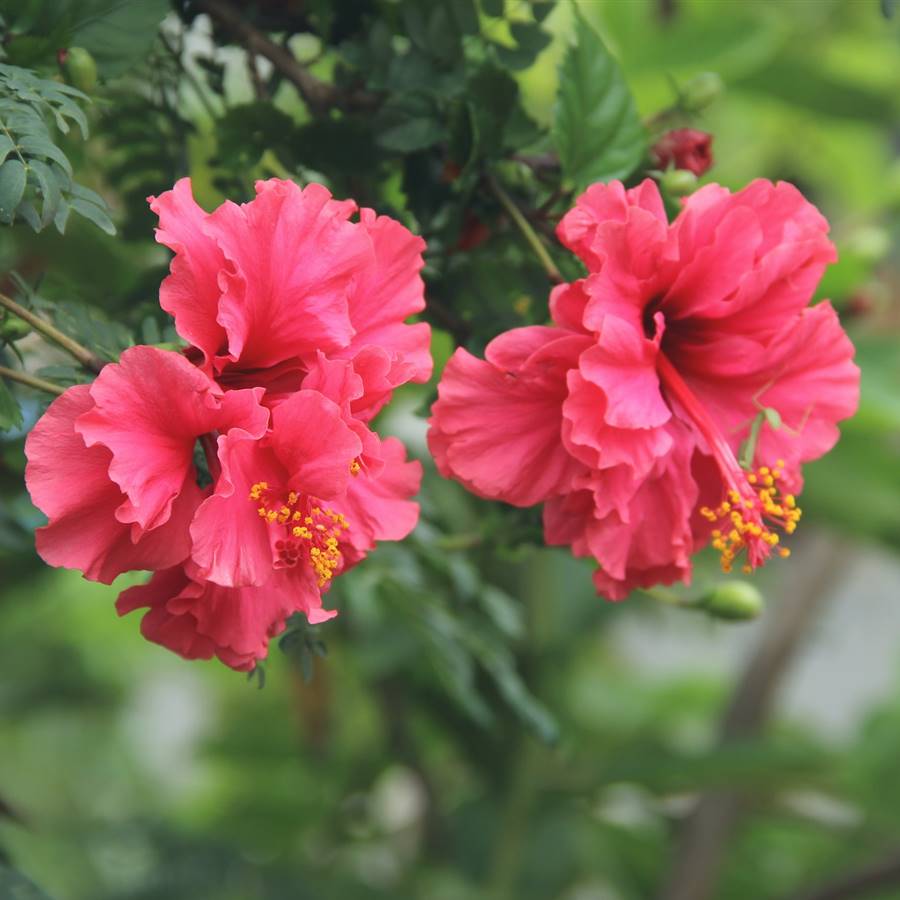 Hibiscus: cuidados y cómo cultivarlo en casa 