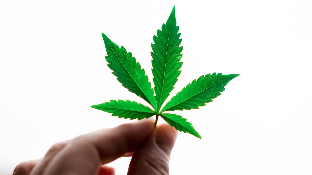 Hoja de cannabis