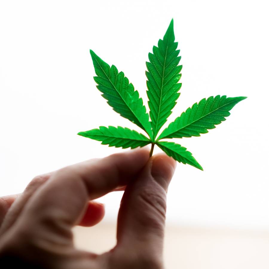 Descubren un fármaco de cannabis contra el dolor que no afecta a la mente