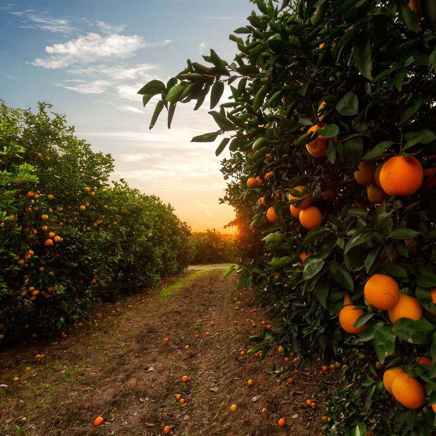 Naranja salvaje, un proyecto con la colaboración de WWF