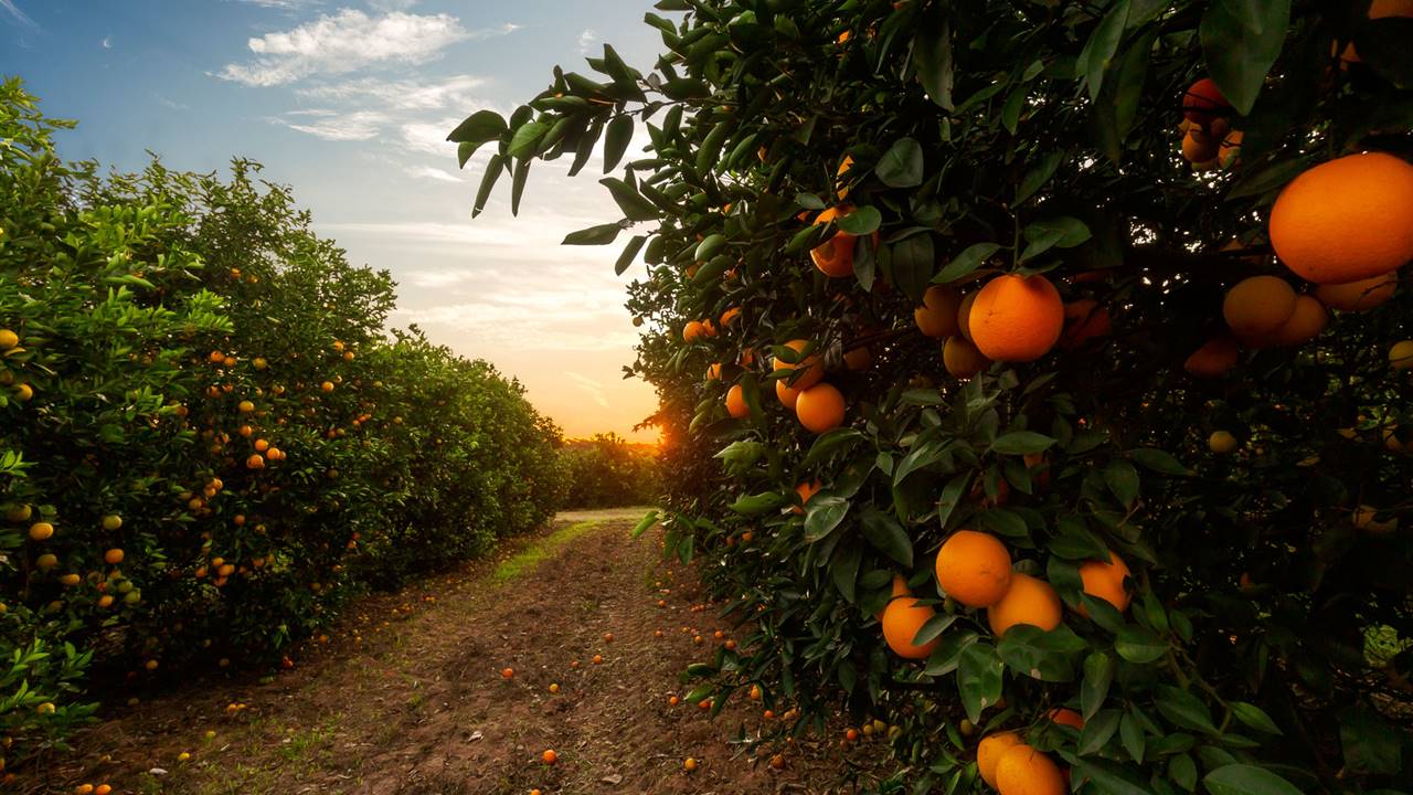 Naranja salvaje, un proyecto con la colaboración de WWF