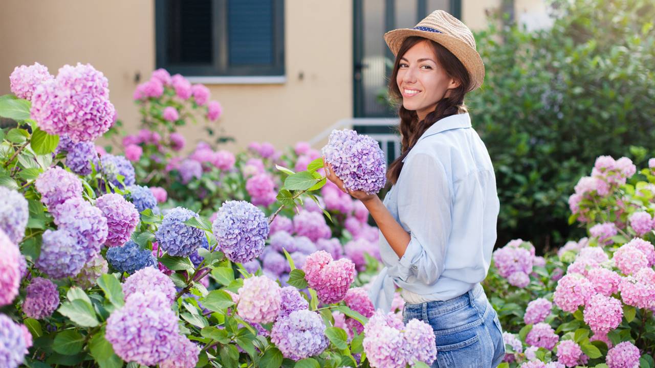 Hortensias: cuidados y cómo podar la hortensia Hortensias: cuidados y cómo podar la hortensia