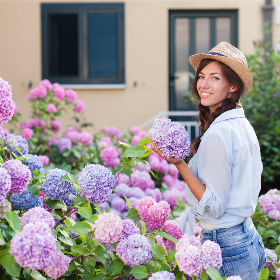 Hortensias: cuidados y cómo podar la hortensia