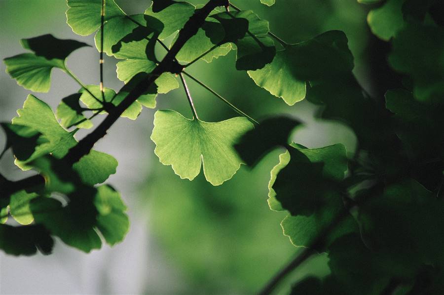 Ginkgo