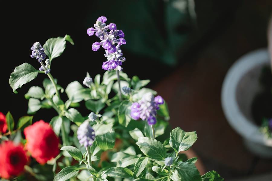 Salvia