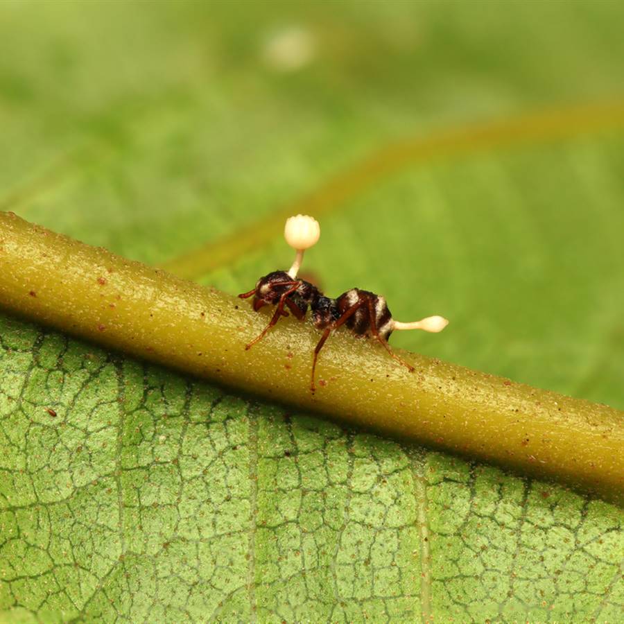 Cordyceps: los hongos de "The Last of Us" son reales y se usan en la medicina china