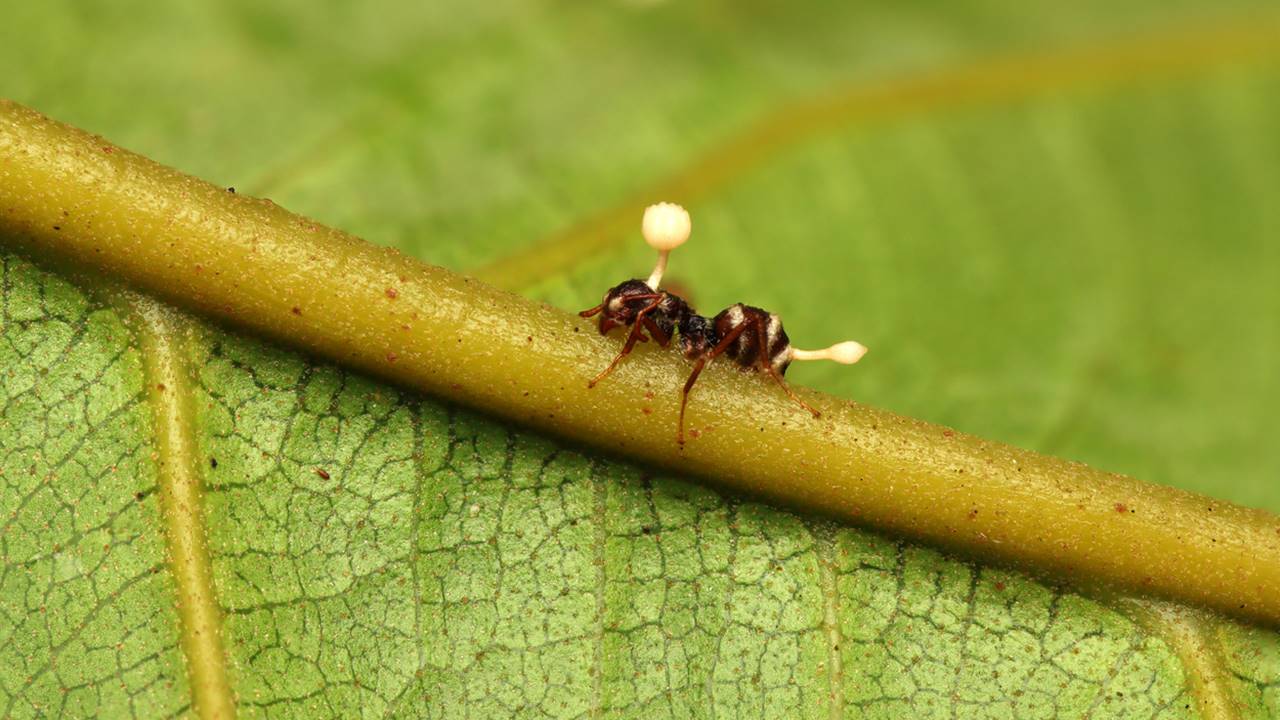 Cordyceps