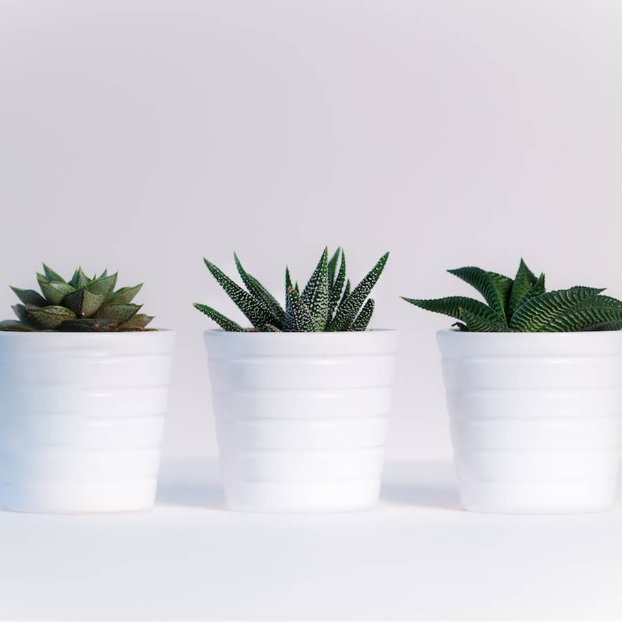 10 plantas suculentas bonitas y resistentes que puedes tener en casa y sus cuidados