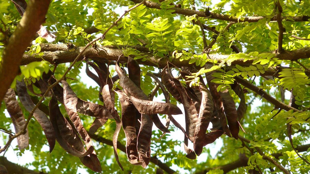 Algarrobas en el árbol