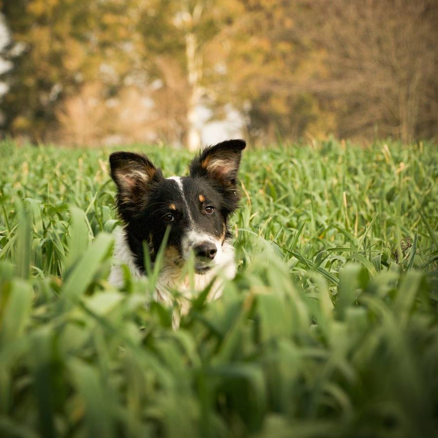 Nombres de perros para machos y hembras: ¿cuáles son los más populares y bonitos del mundo?