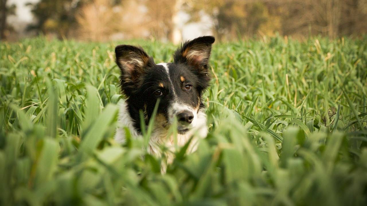 Perro tumbado en la hierba