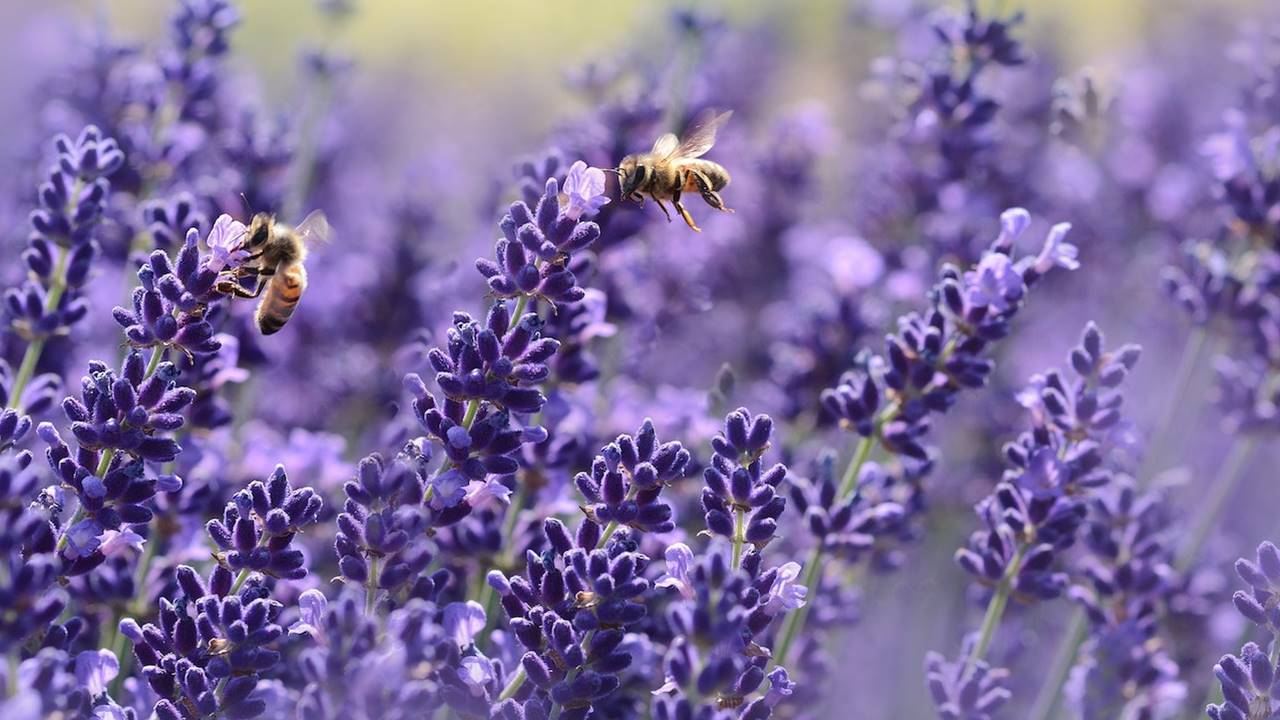 Lavanda y abejas 