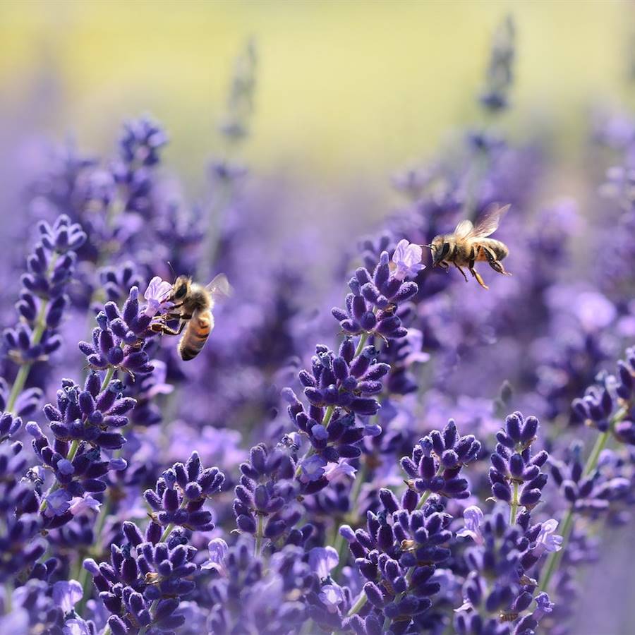 Cómo purificar la casa con salvia