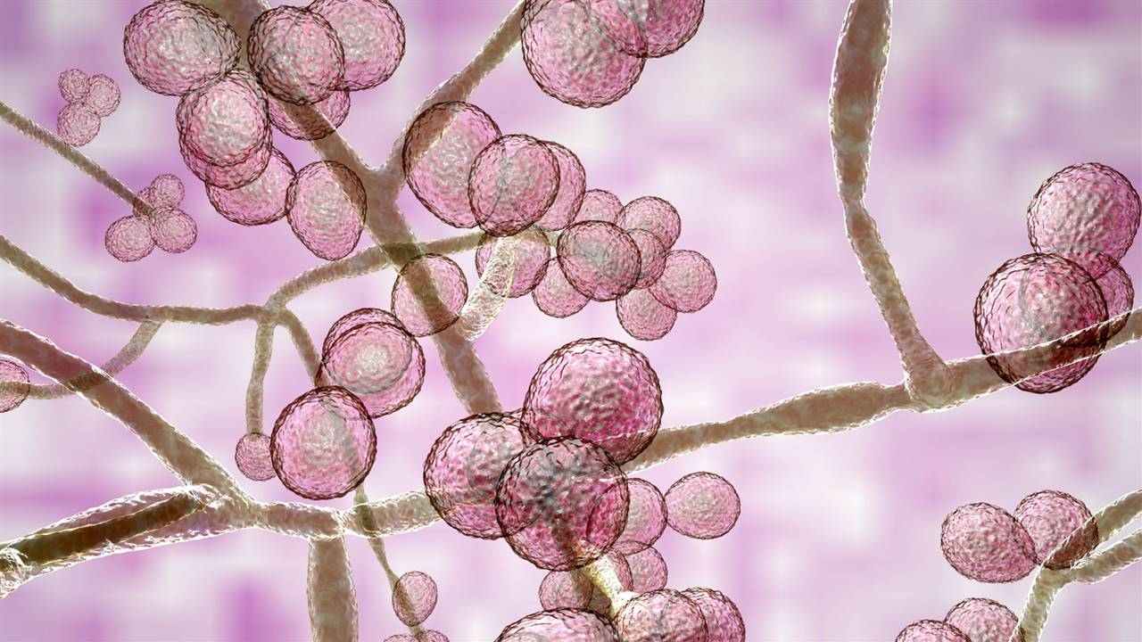 Candidiasis, candida