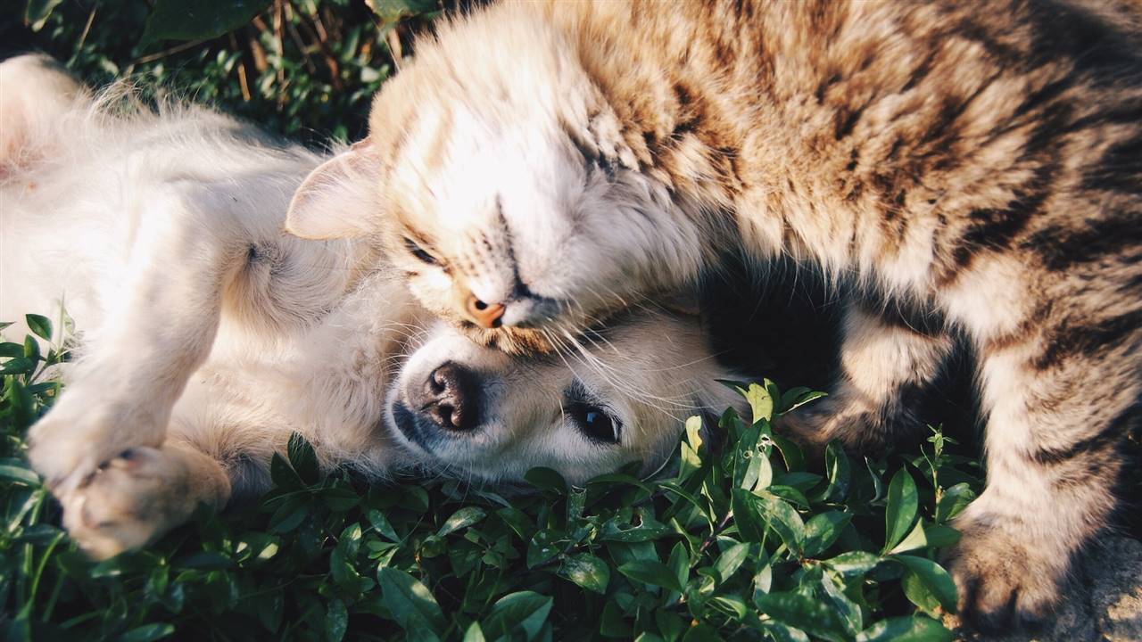 Un gato y un perro en la hierba