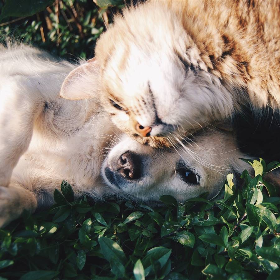¿Es adecuado alimentar a perros y gatos con piensos veganos?