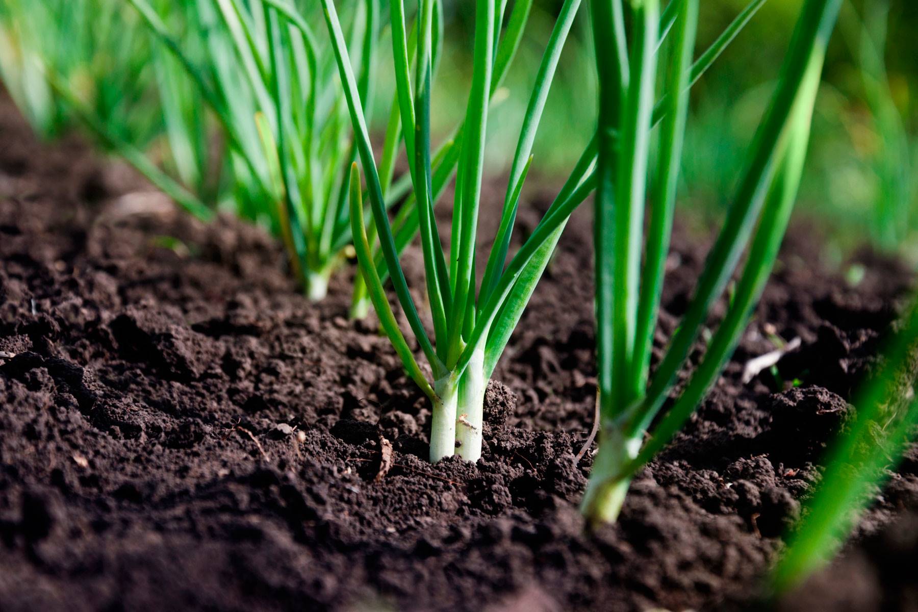 frutas-verduras-temporada-marzo-cebolleta
