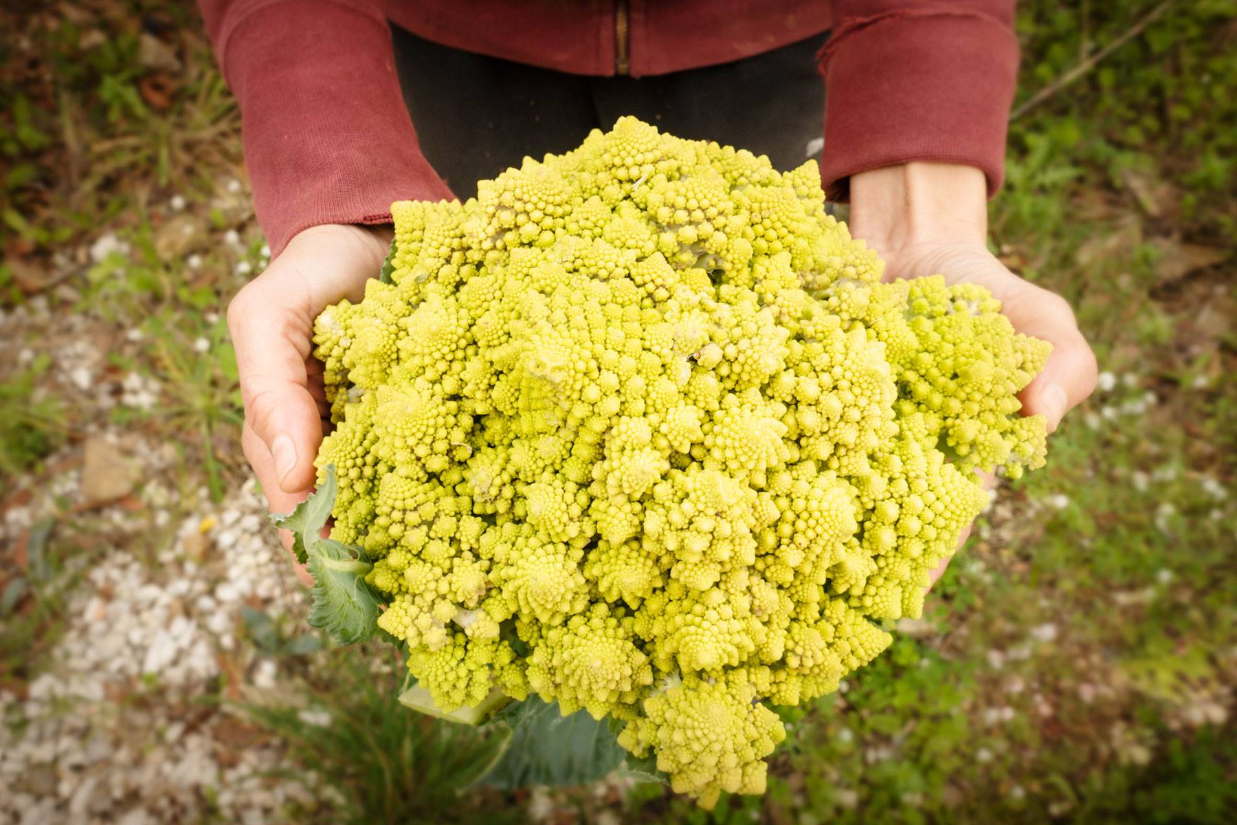 frutas-verduras-temporada-marzo-col-romanesco