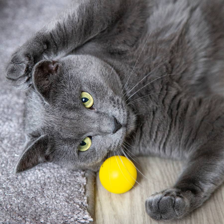 Juguetes para gatos que les divierten y son buenos para su salud