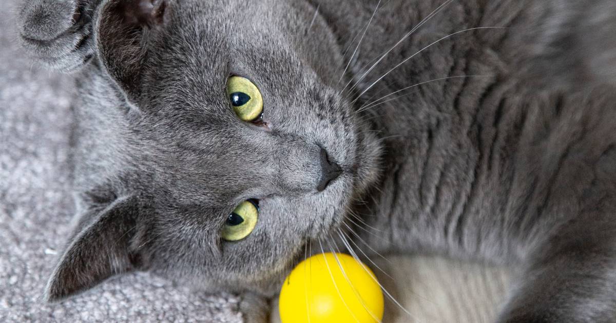Juguetes preferidos sale de los gatos