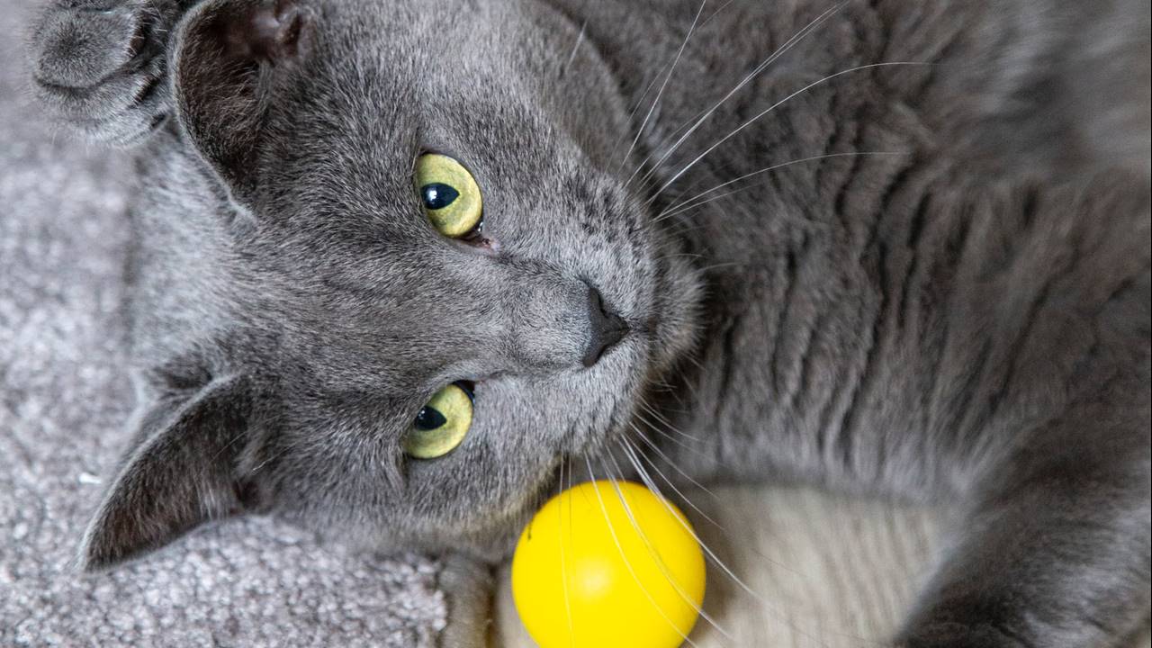 Juguetes para gatos 2025 chiquitos