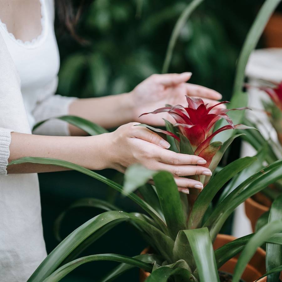 Plantas tropicales de interior: tipos y cómo cuidarlas