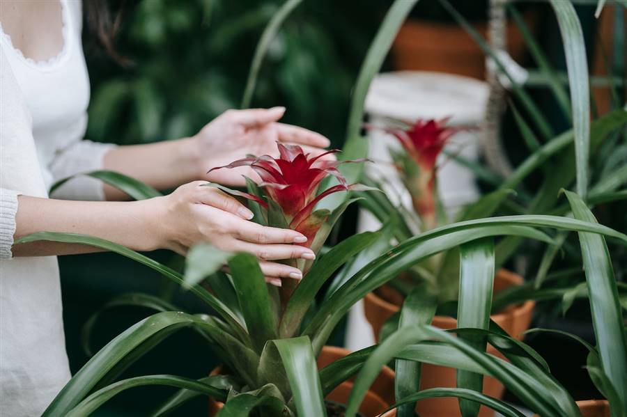 Bromelia