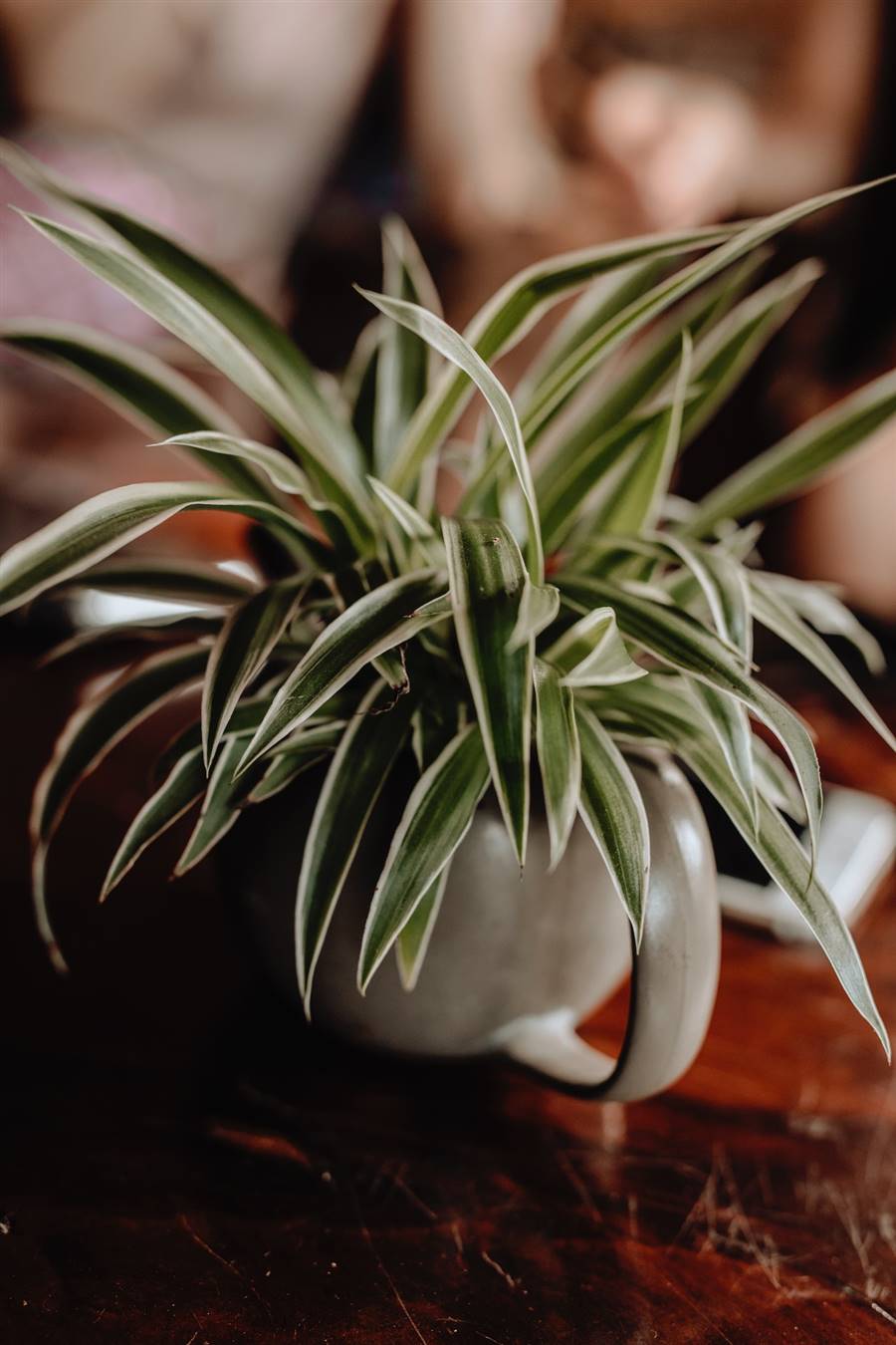 Chlorophytum comosum