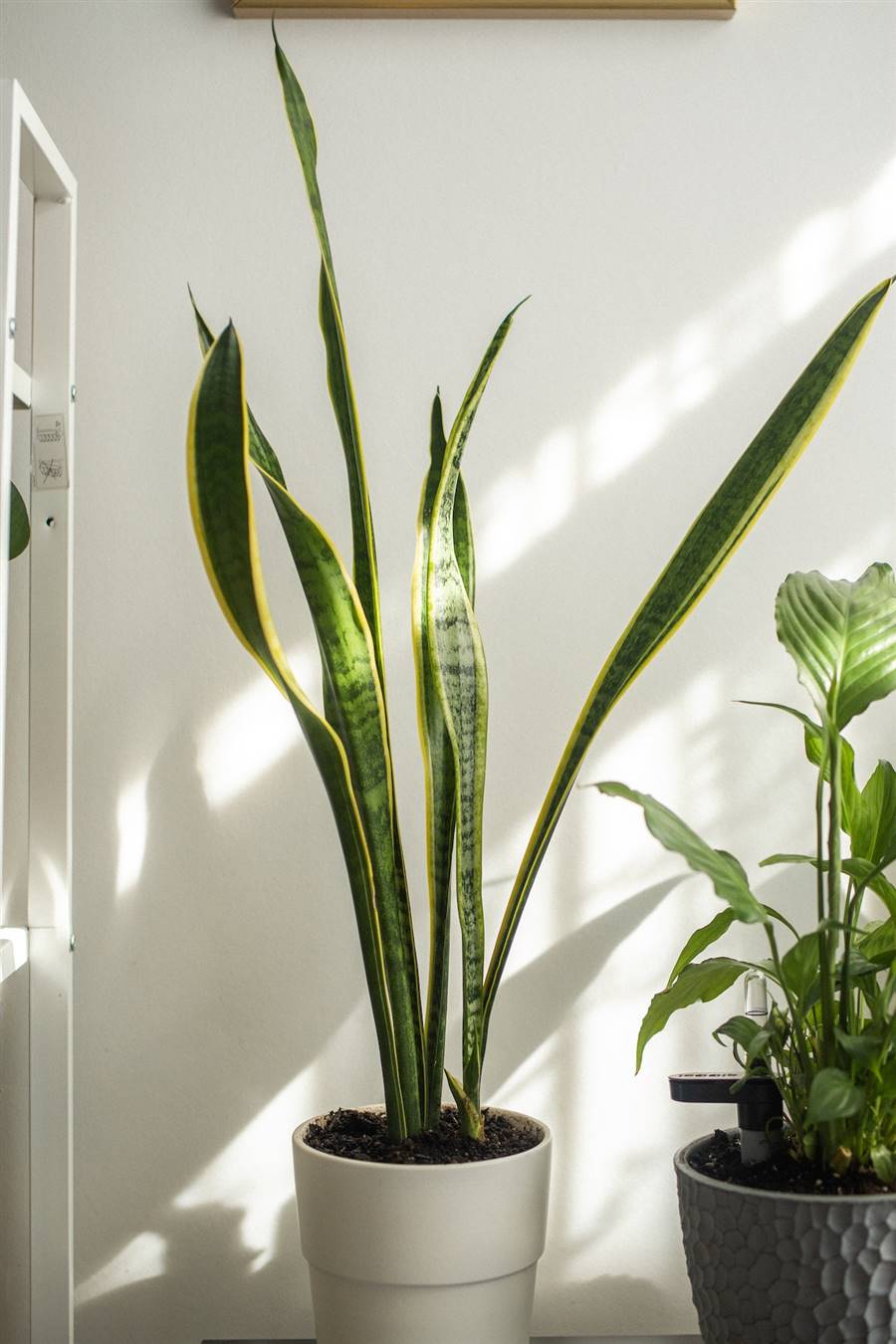 Sansevieria