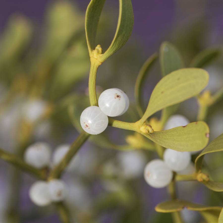 La Universidad Johns Hopkins estudia la eficacia de una planta contra el cáncer