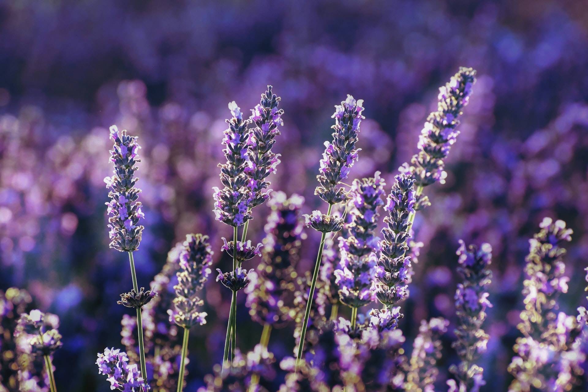 baraa-jalahej-qfZGhapxoa4-unsplash. Lavanda