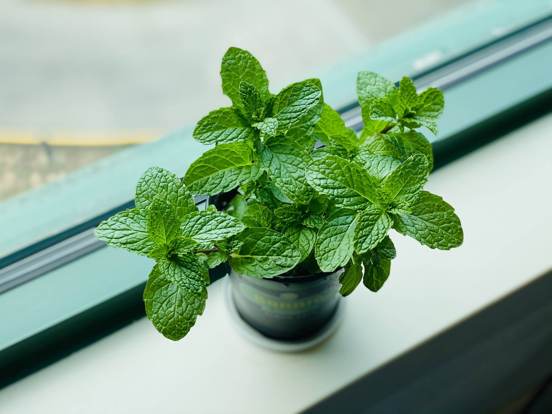 eleanor-chen-IytUViSv3GQ-unsplash. Menta
