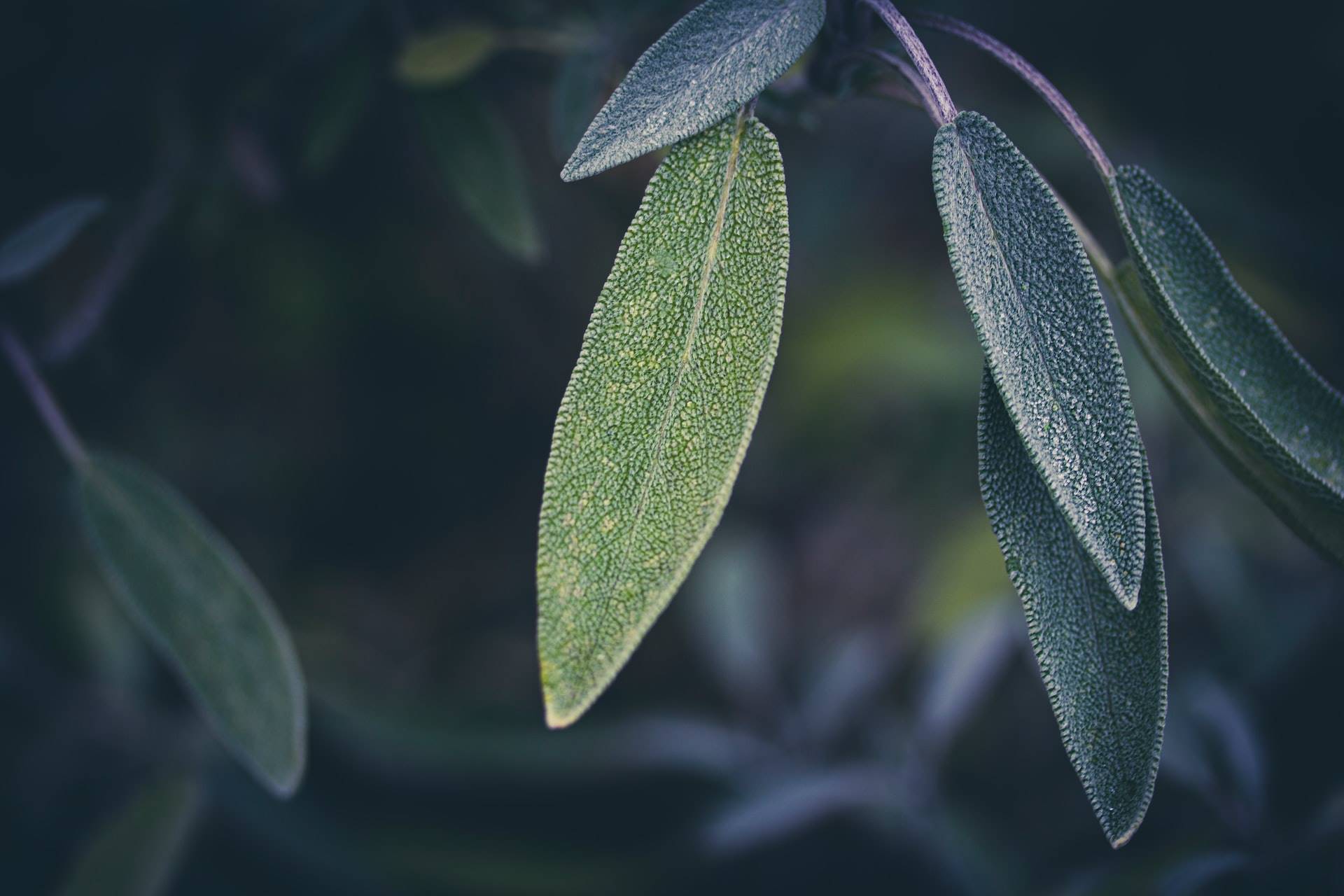 friderike-XDpIW2ZaMVE-unsplash. Salvia