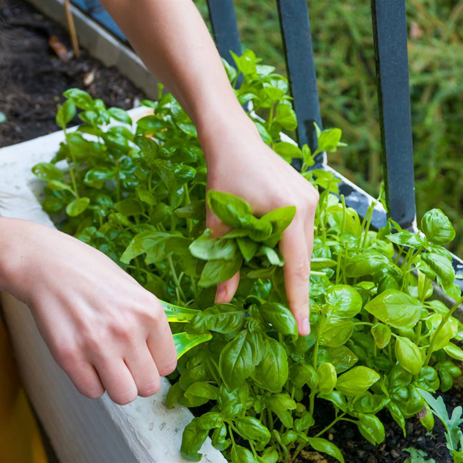 Cultivar plantas medicinales