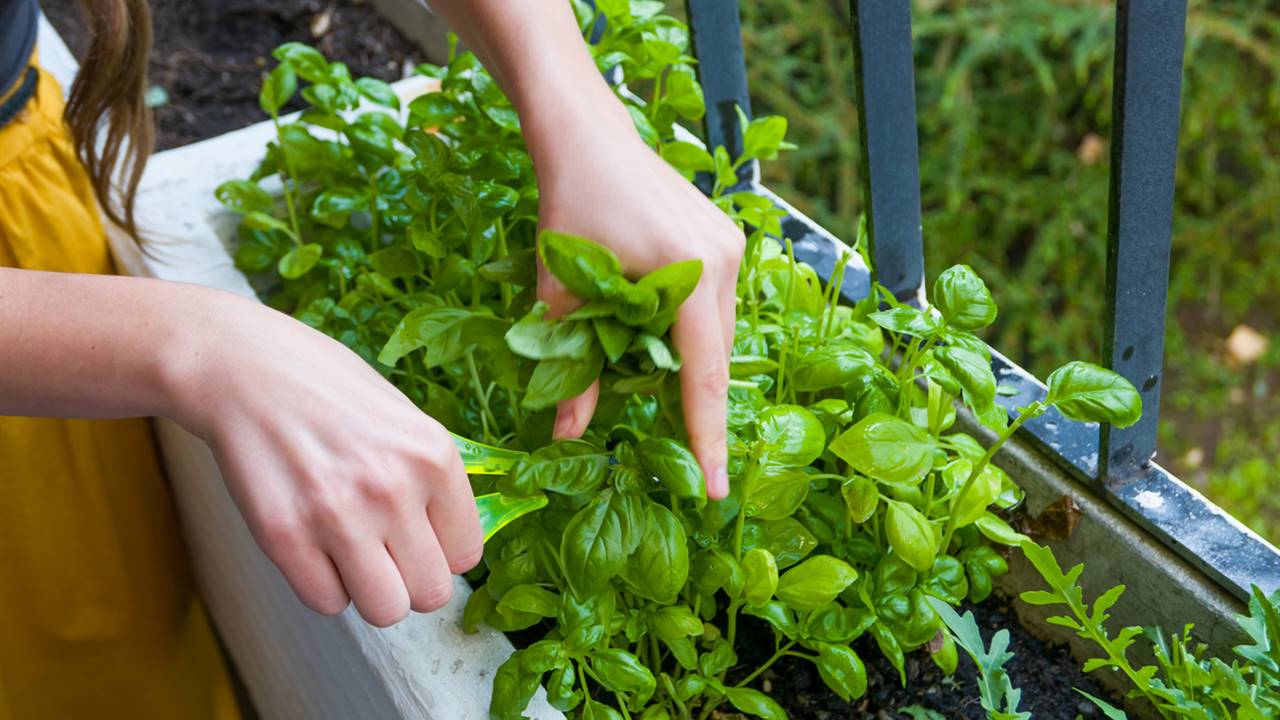 14 plantas medicinales para plantar en casa o cultivar en el jardín