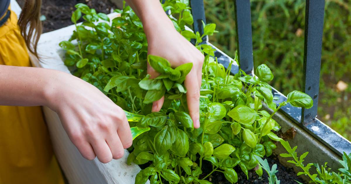 14 plantas medicinales para plantar en casa o cultivar en el jardín