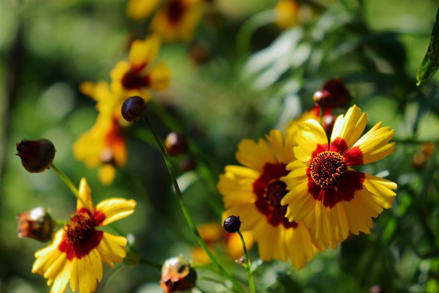 Coreopsis