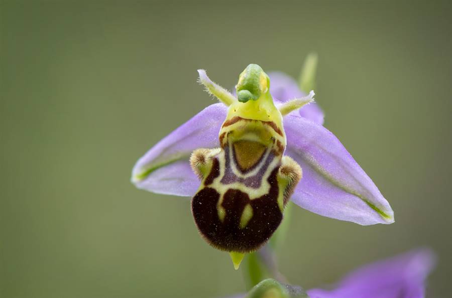 Flor de abeja